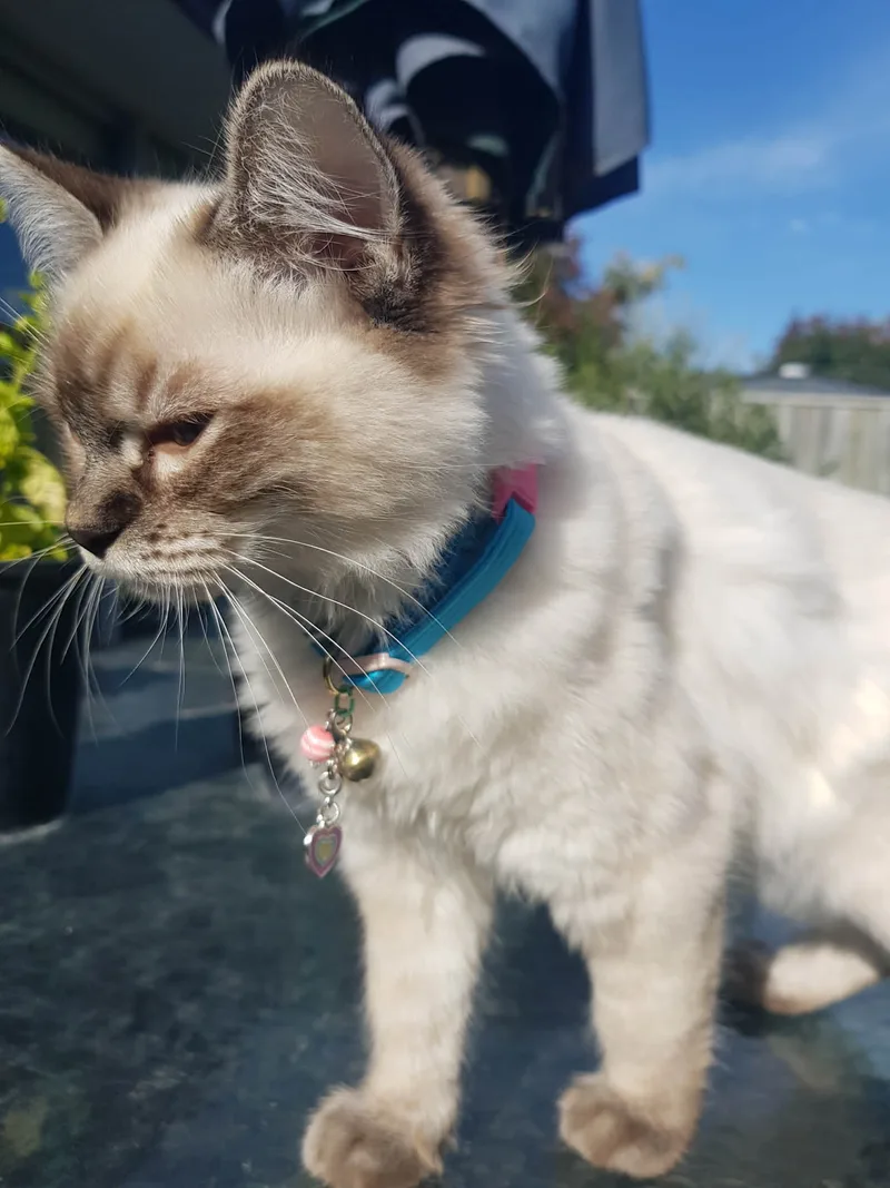 Momo Kitty Collar